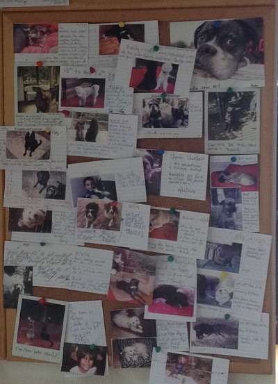 Noticeboard of dog pics